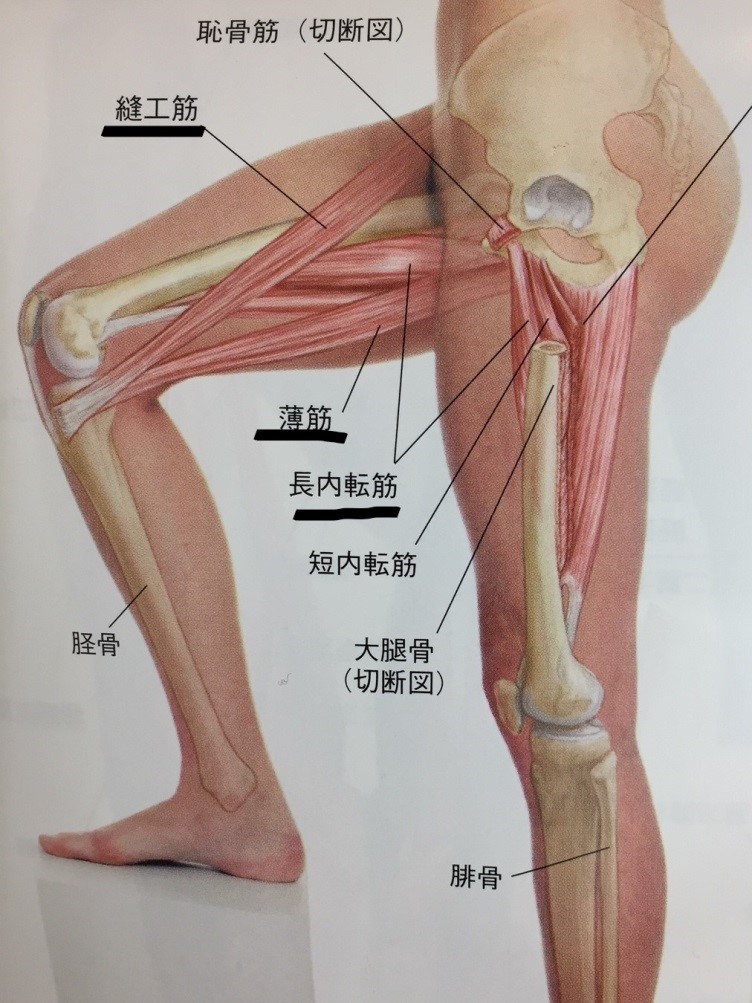 膝痛 変形性膝関節症 目黒治療室